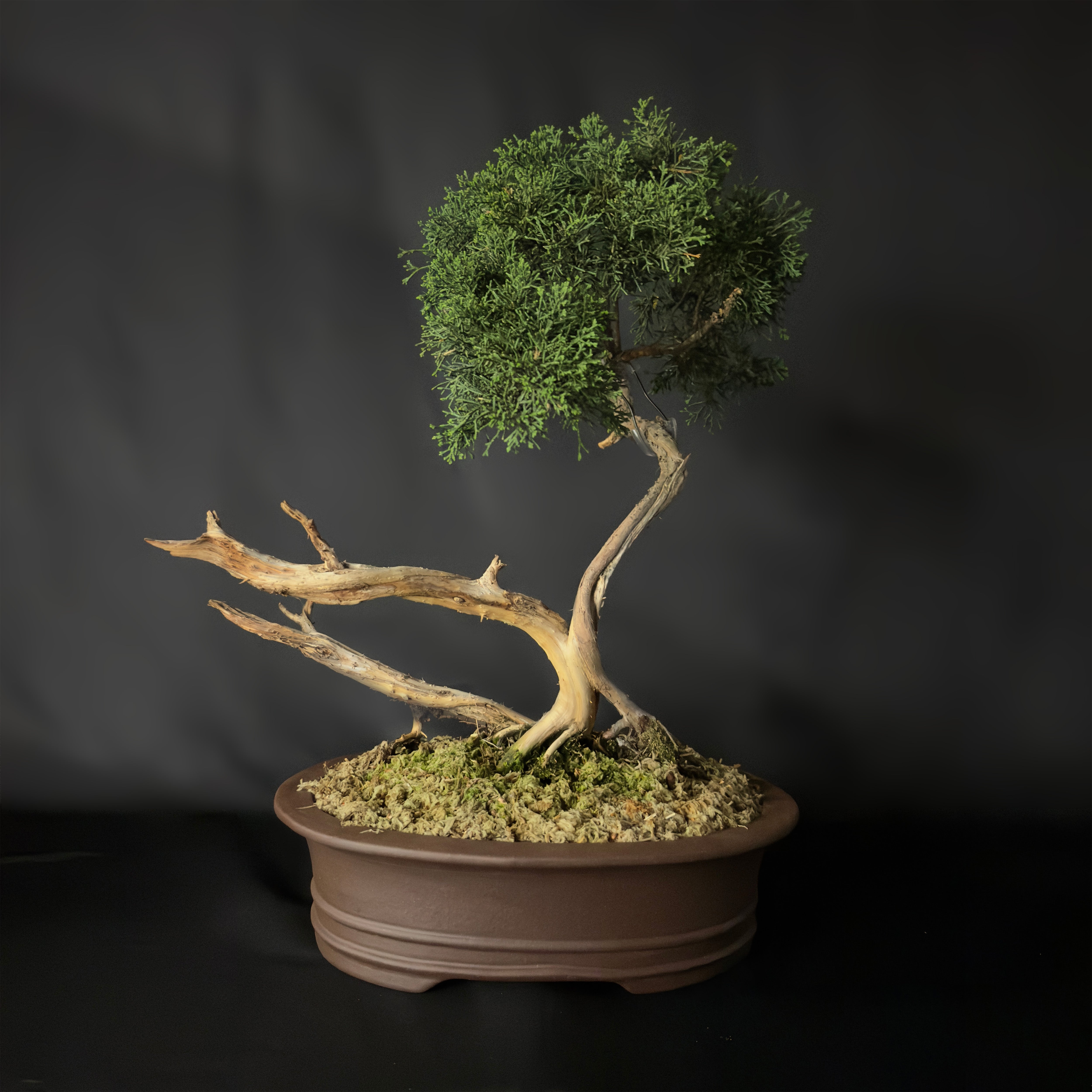 Shimpaku Juniper No. 4