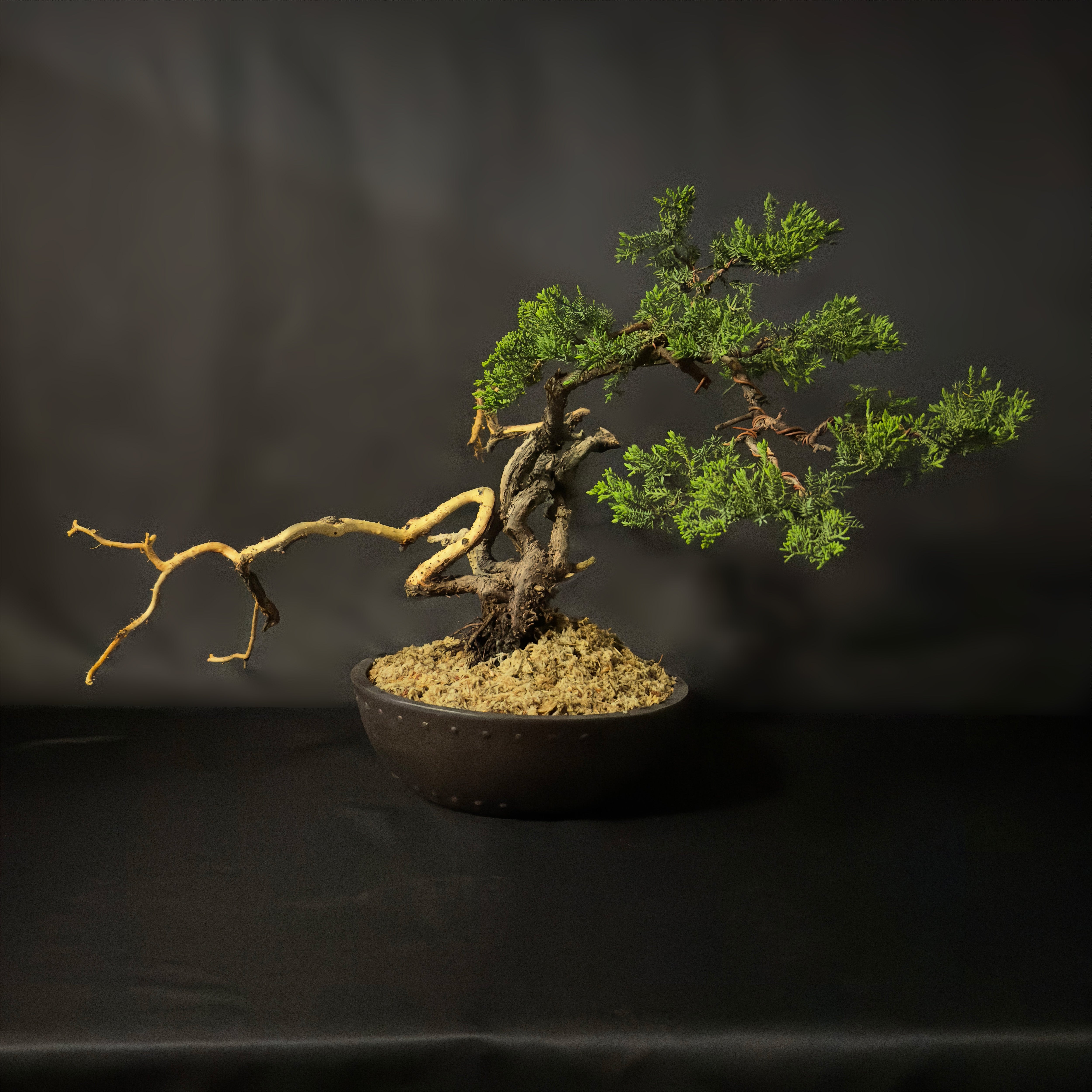 Garden Juniper No. 77