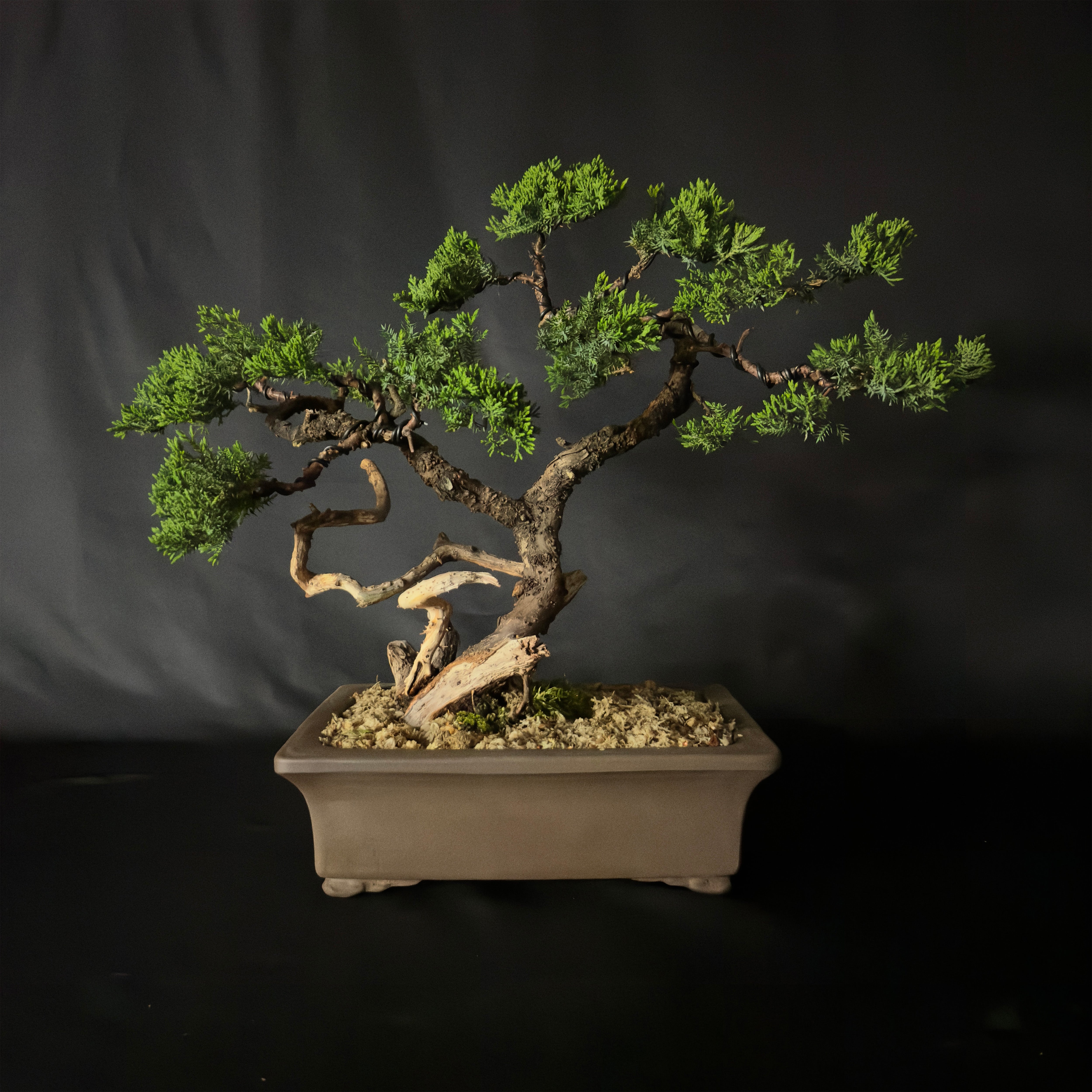 Garden Juniper No. 78