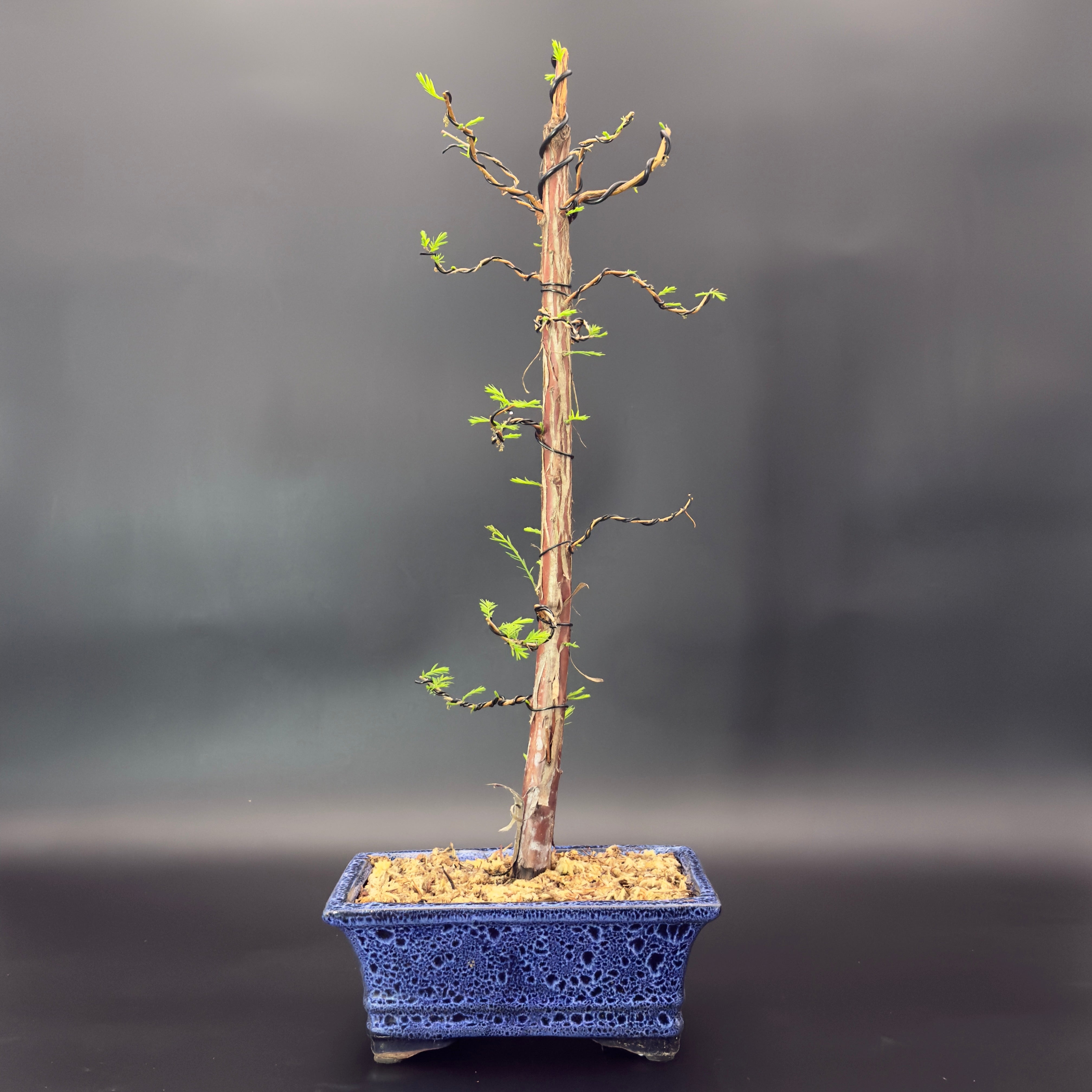 Bald Cypress No. 1 – Lowcountry Bonsai, LLC