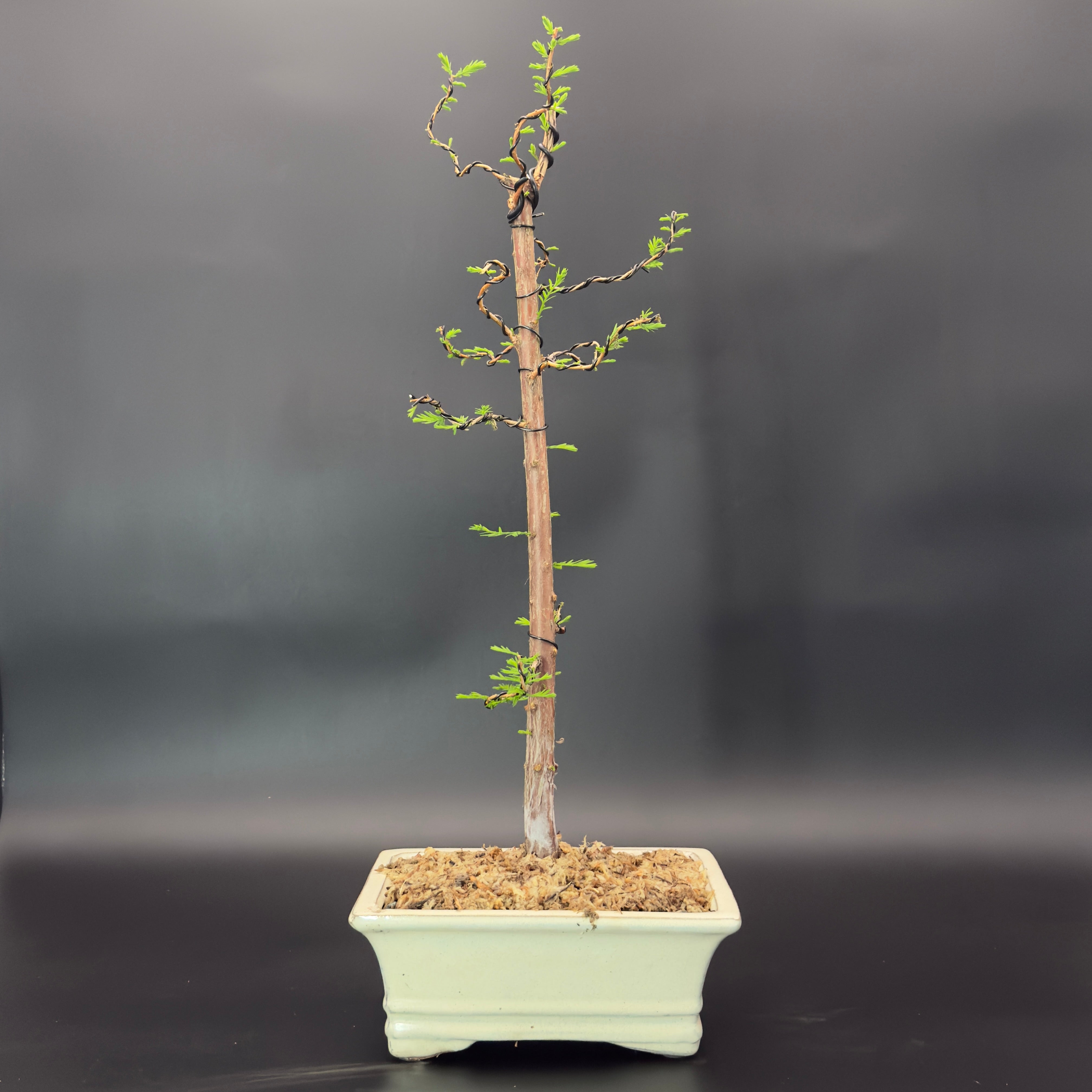 bald cypress bonsai tree Bald Cypress No. 2 – Lowcountry Bonsai, LLC
