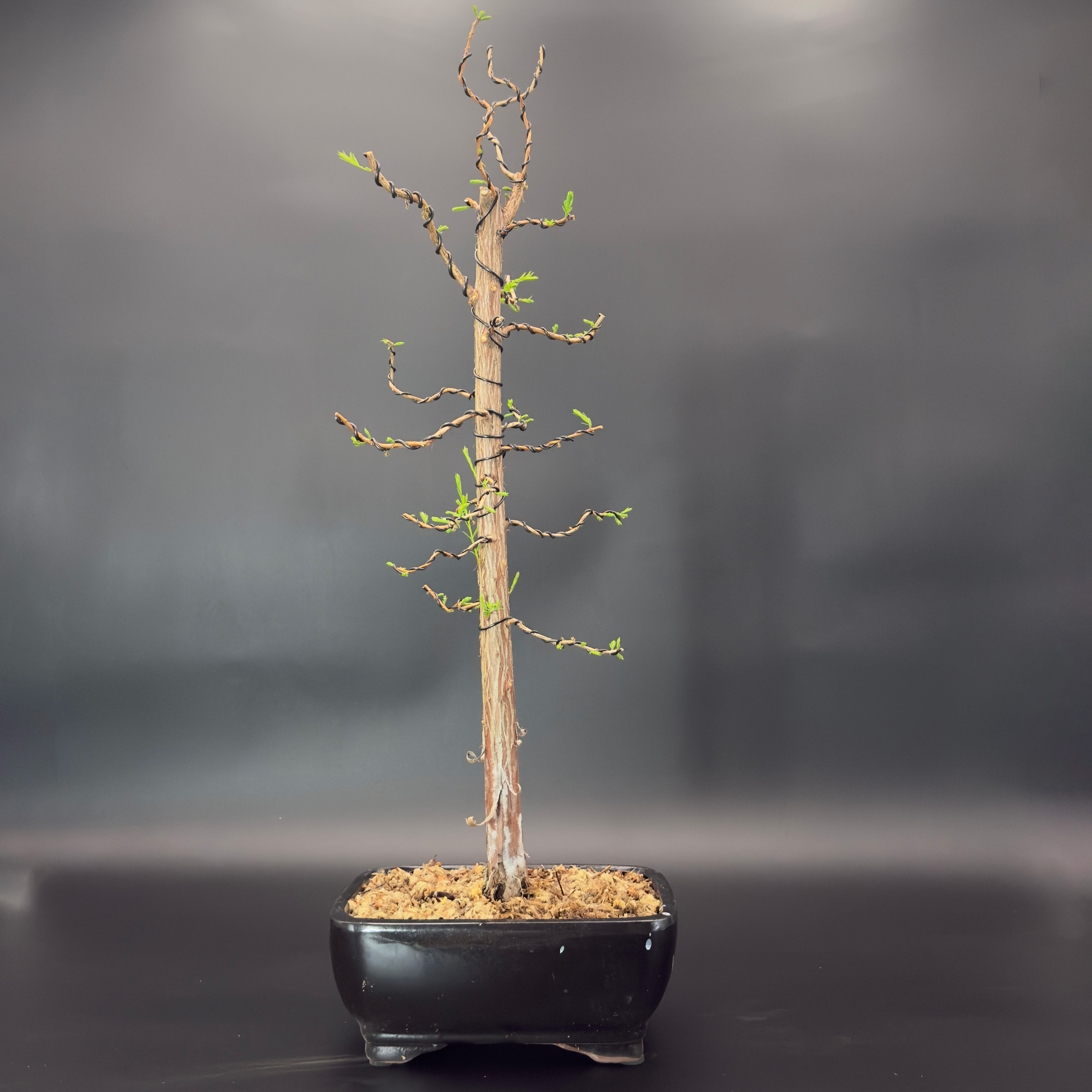 bald cypress tree bonsai Bald Cypress No. 3 – Lowcountry Bonsai, LLC