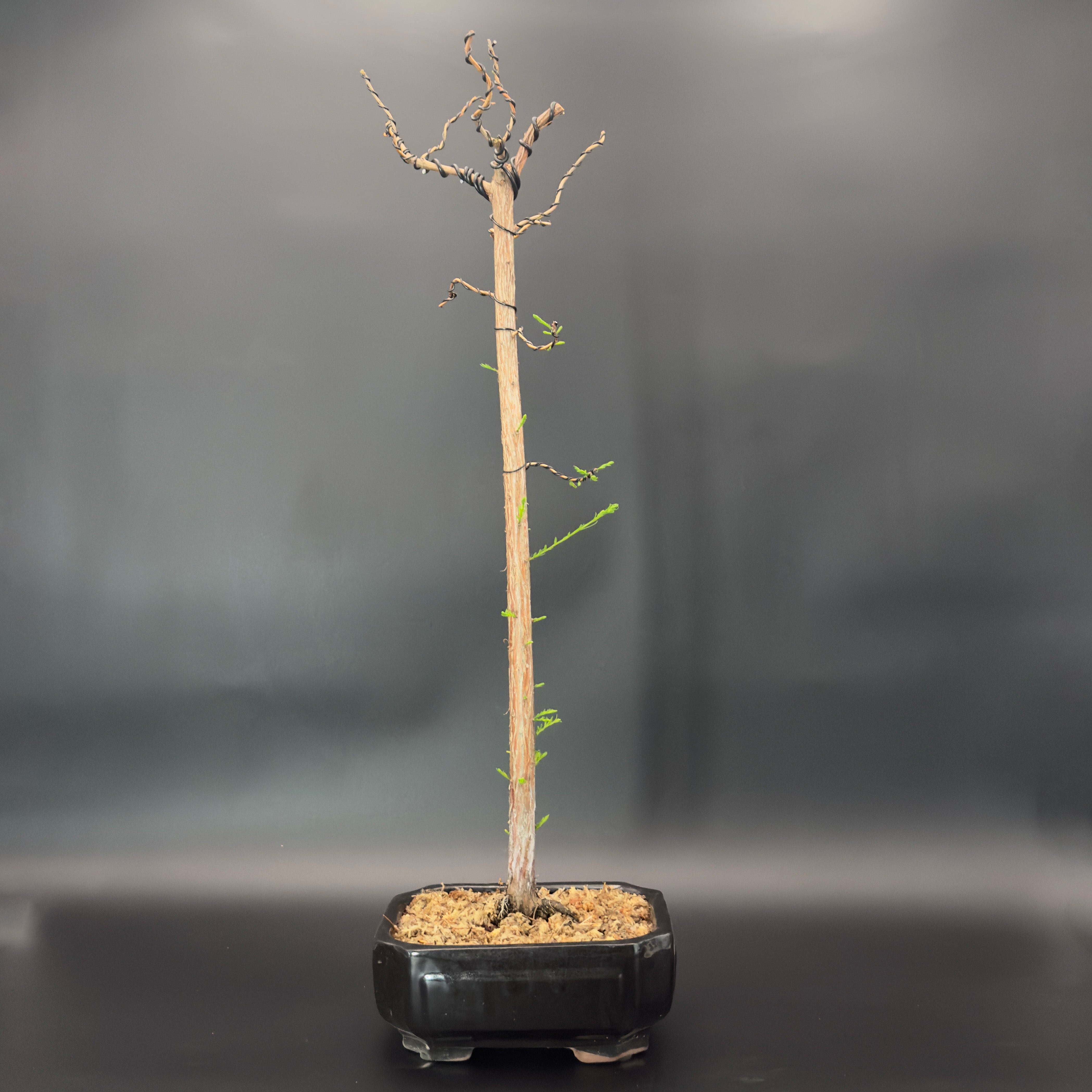 Bald Cypress No. 4