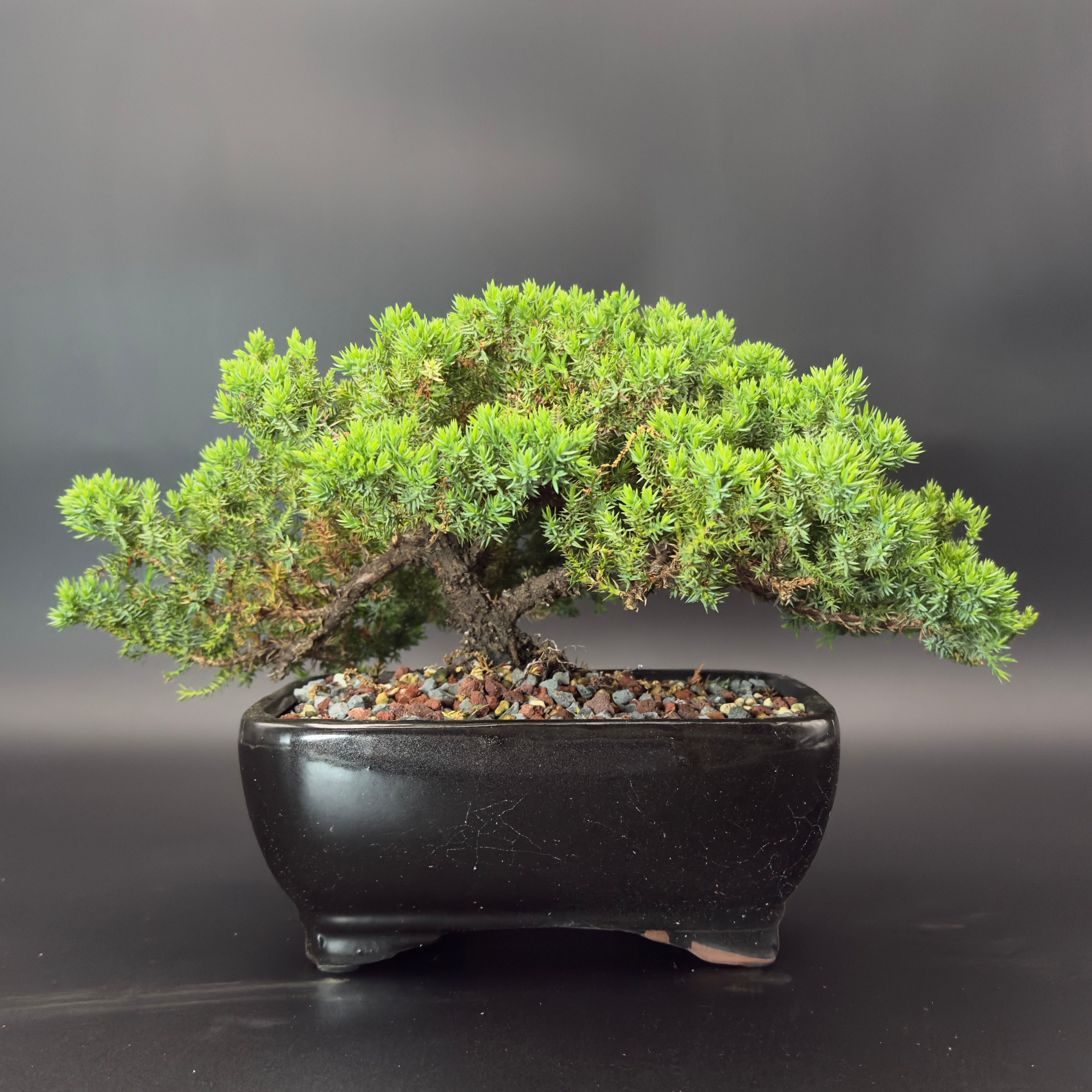 Garden Juniper No. 73