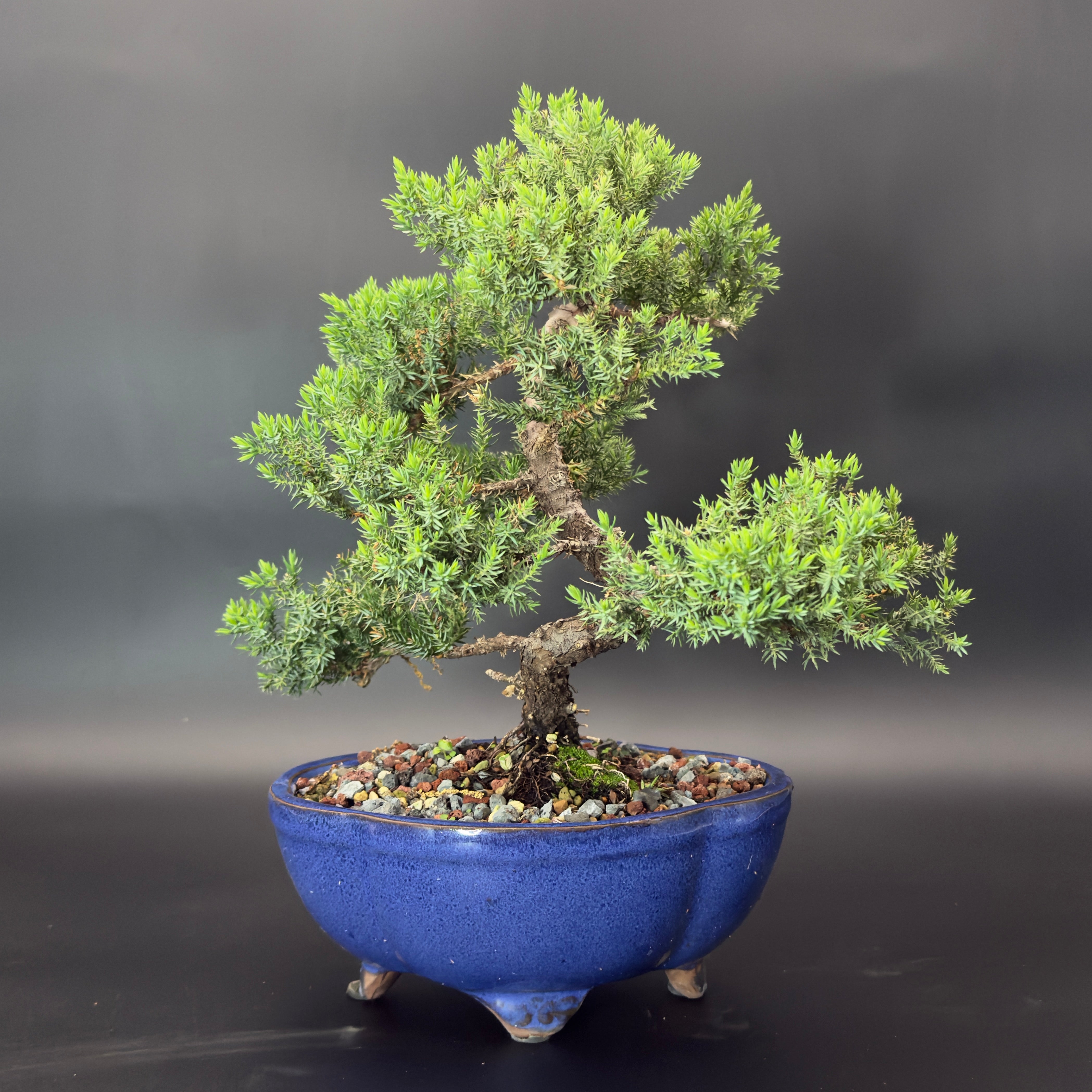 Garden Juniper No. 74