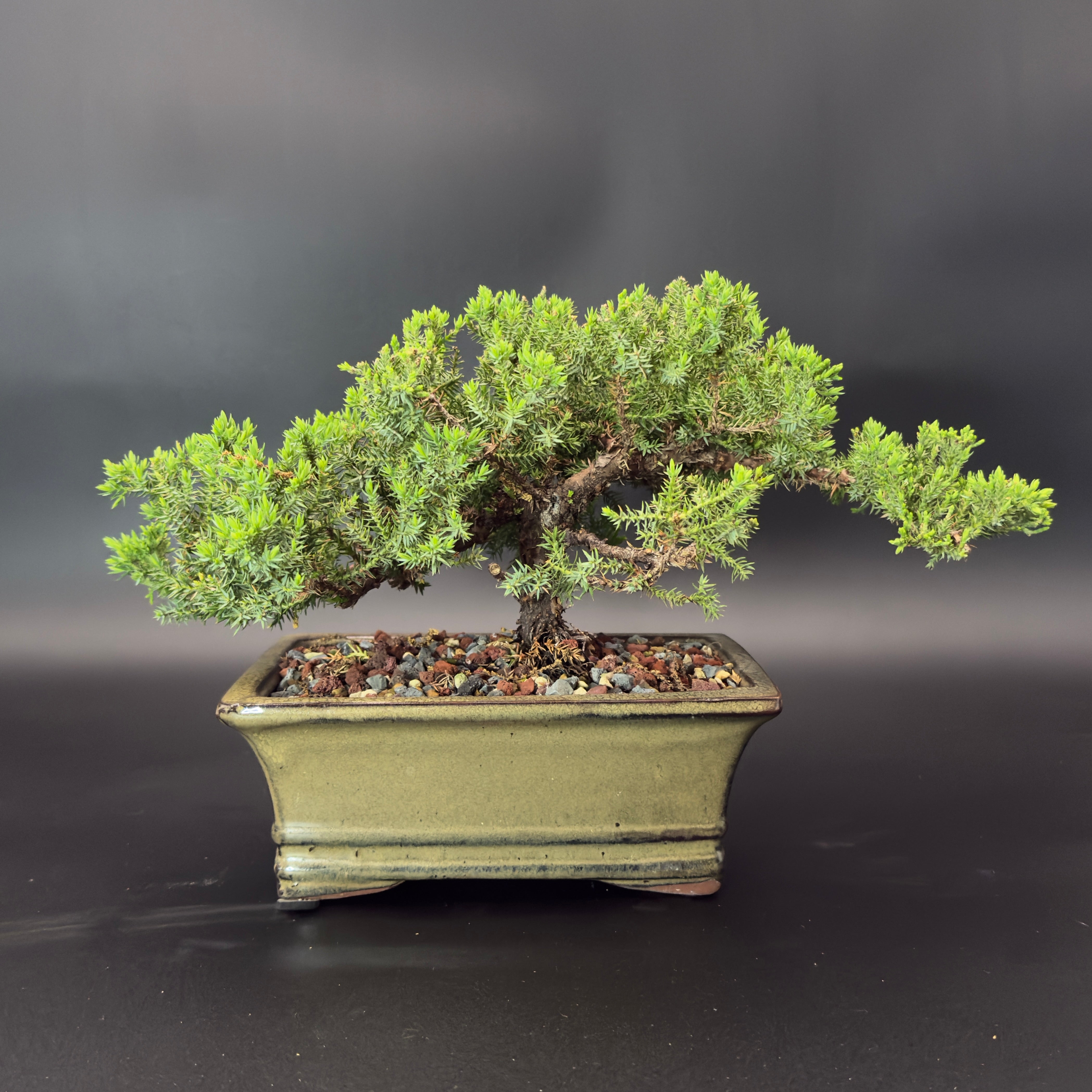 Garden Juniper No. 75