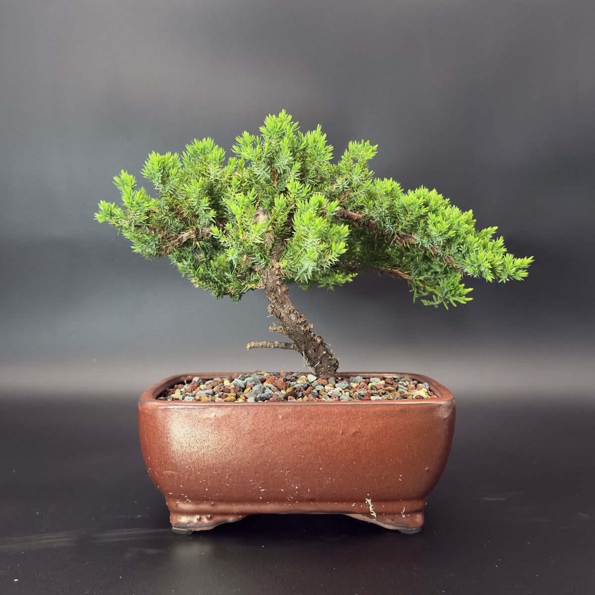 レザー盆栽　ダークブラウン　leather BONSAI No.01 Chinese Elm Bonsai | The Bonsai Shop – Dandy Farmer