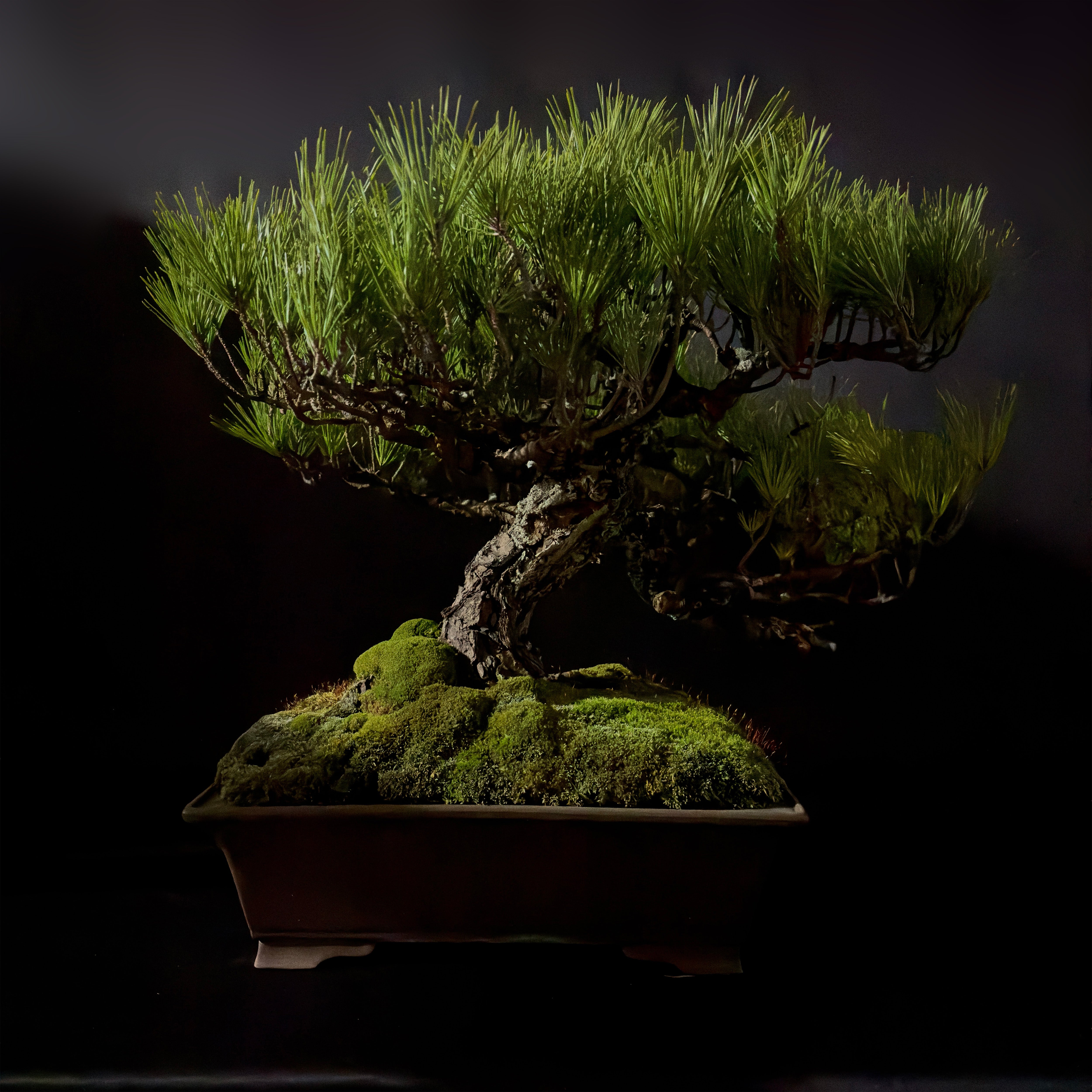 Double Flush Pine Seasonal Care