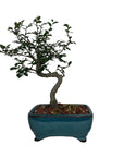 Chinese Elm Bonsai in Glazed Container