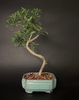 Buddhist Pine No. 11