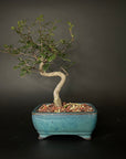 Chinese Elm Bonsai in Glazed Container