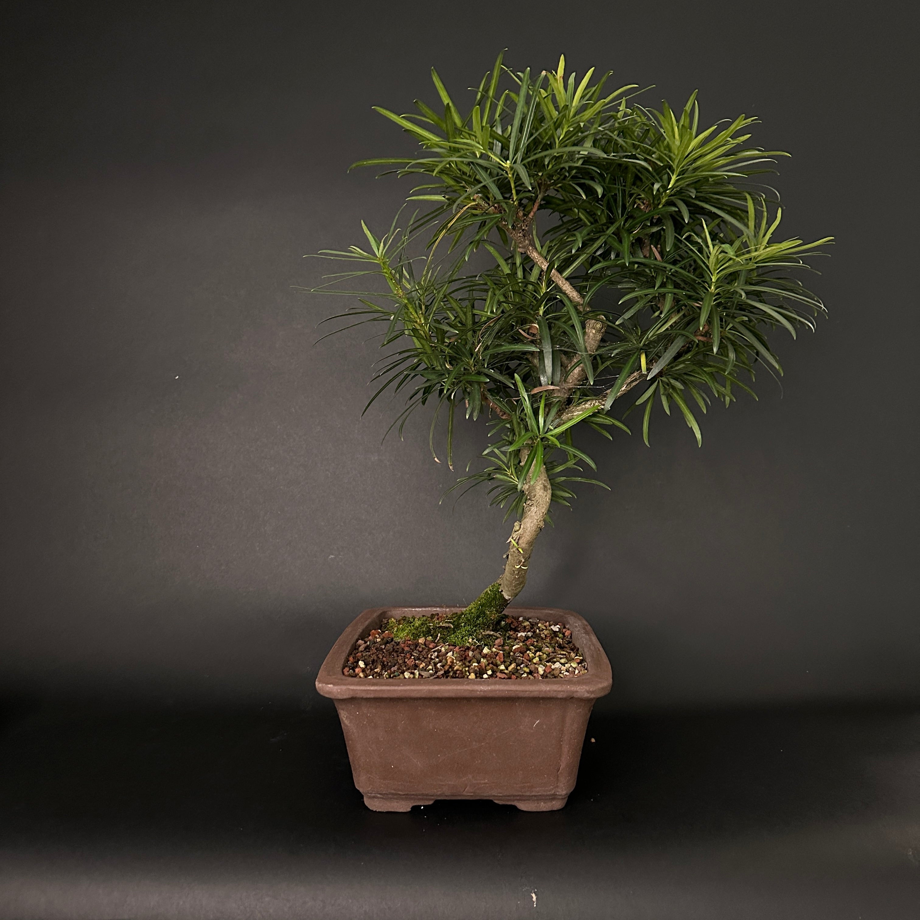 Buddhist Pine No. 14
