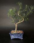 Buddhist Pine No. 13
