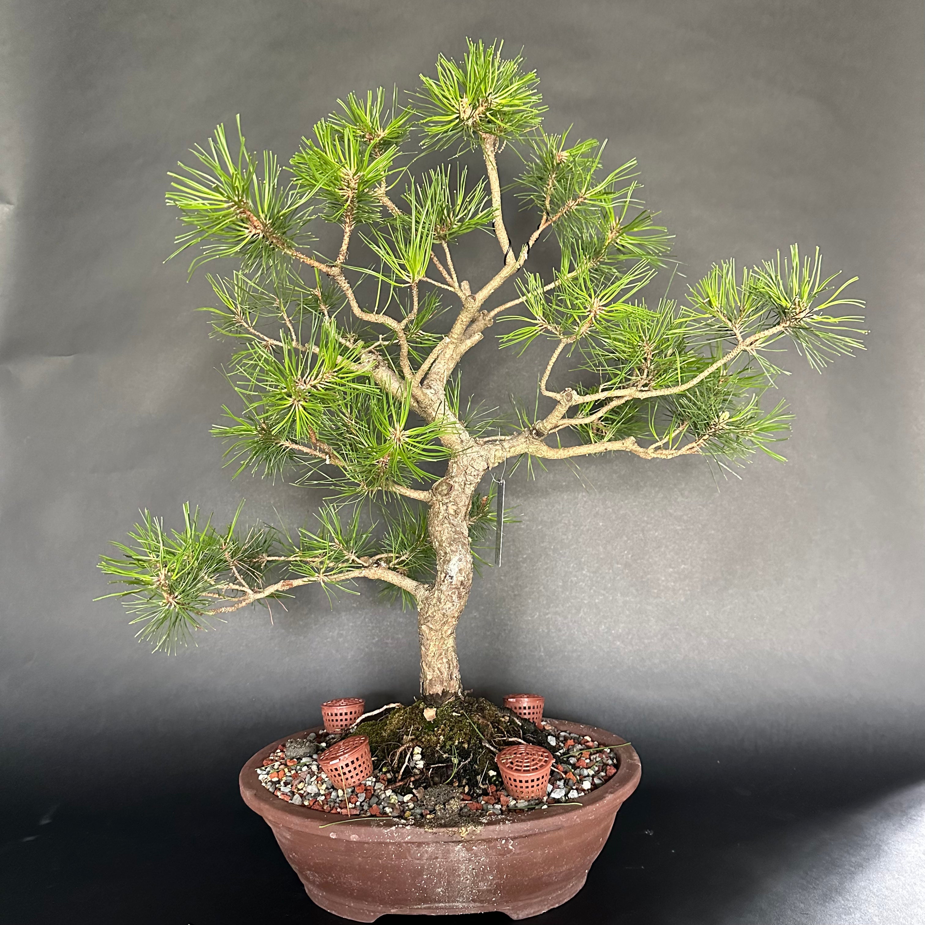 Japanese Black Pine No. 2