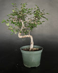 Chinese Elm - 5" Pot