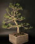 Japanese Black Pine No. 3