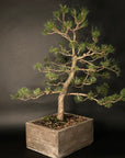 Japanese Black Pine No. 3