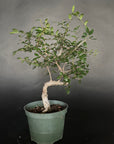 Chinese Elm - 5" Pot