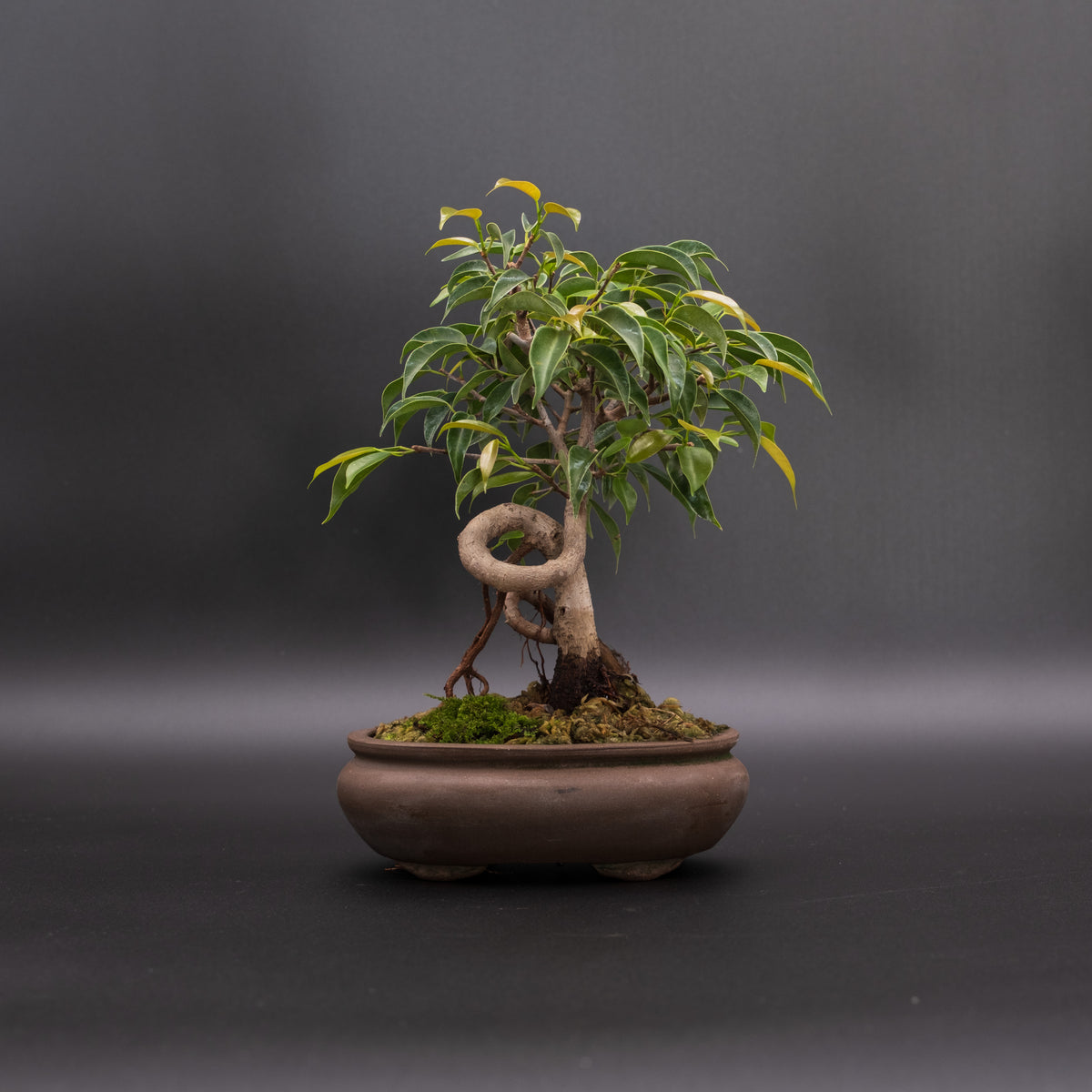 Coiled Trunk Ficus No. 2