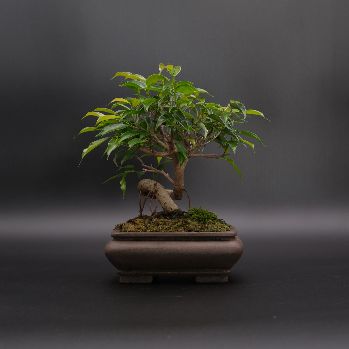 Coiled Trunk Ficus No. 3