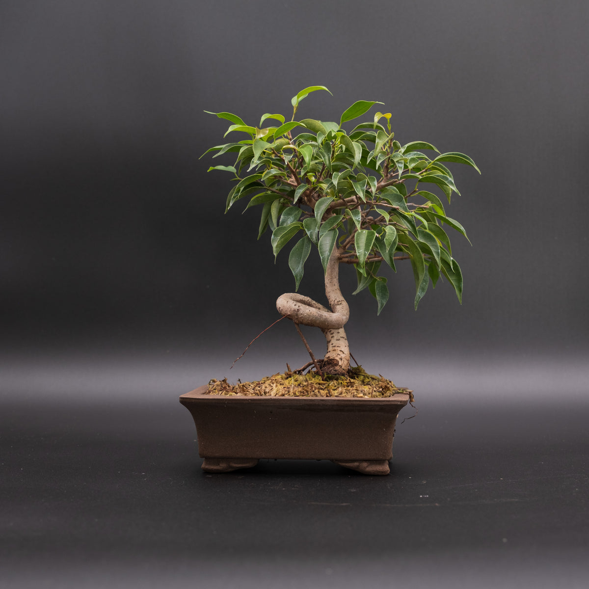 Coiled Trunk Ficus No. 4