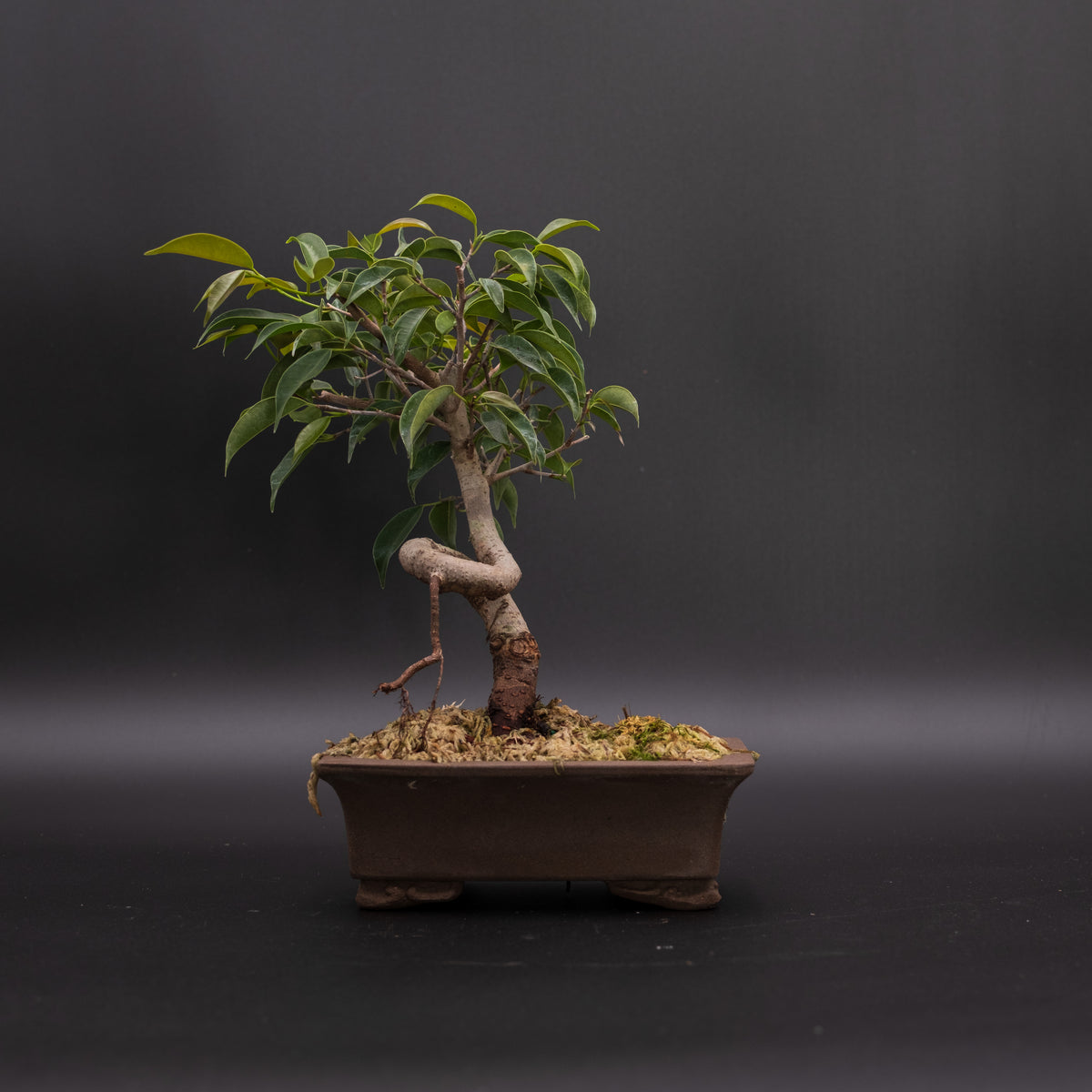 Coiled Trunk Ficus No. 5