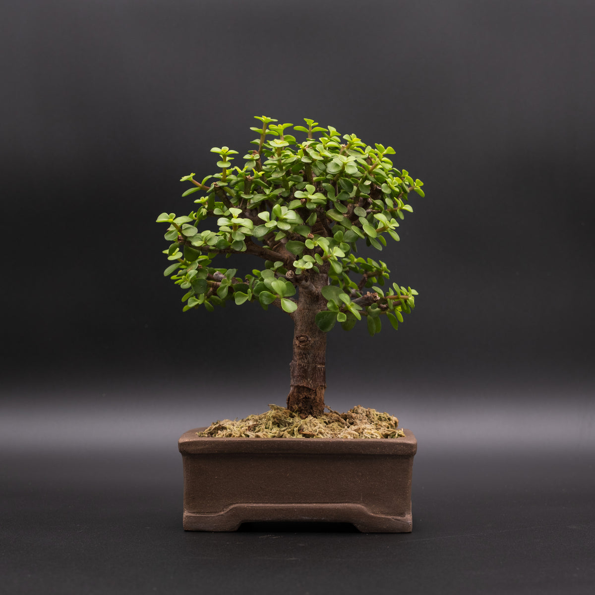 Dwarf Jade No. 22