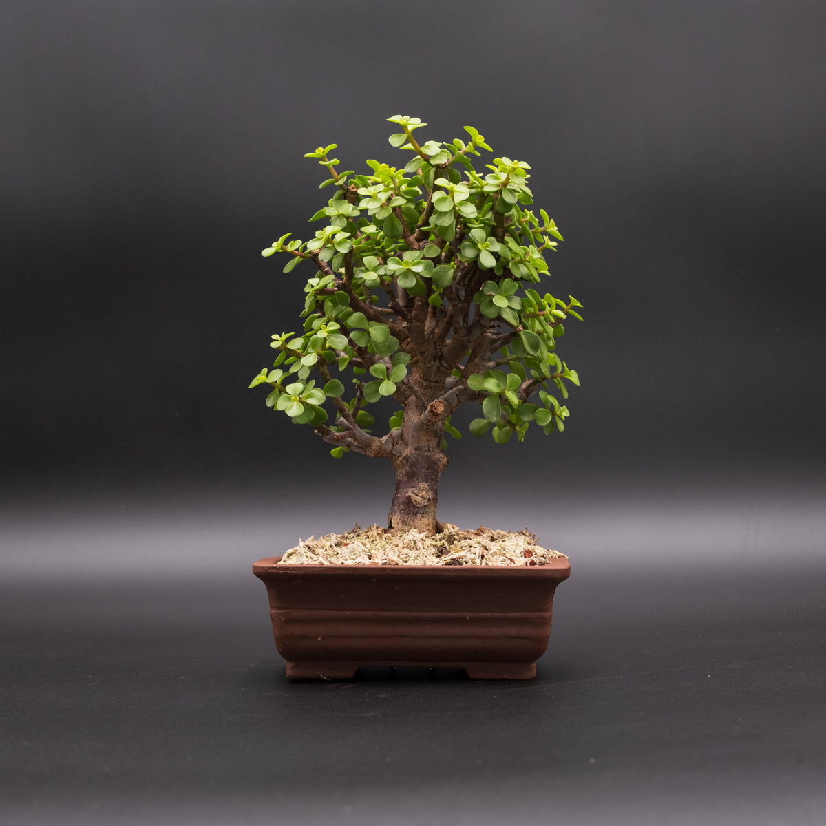 Dwarf Jade No. 23