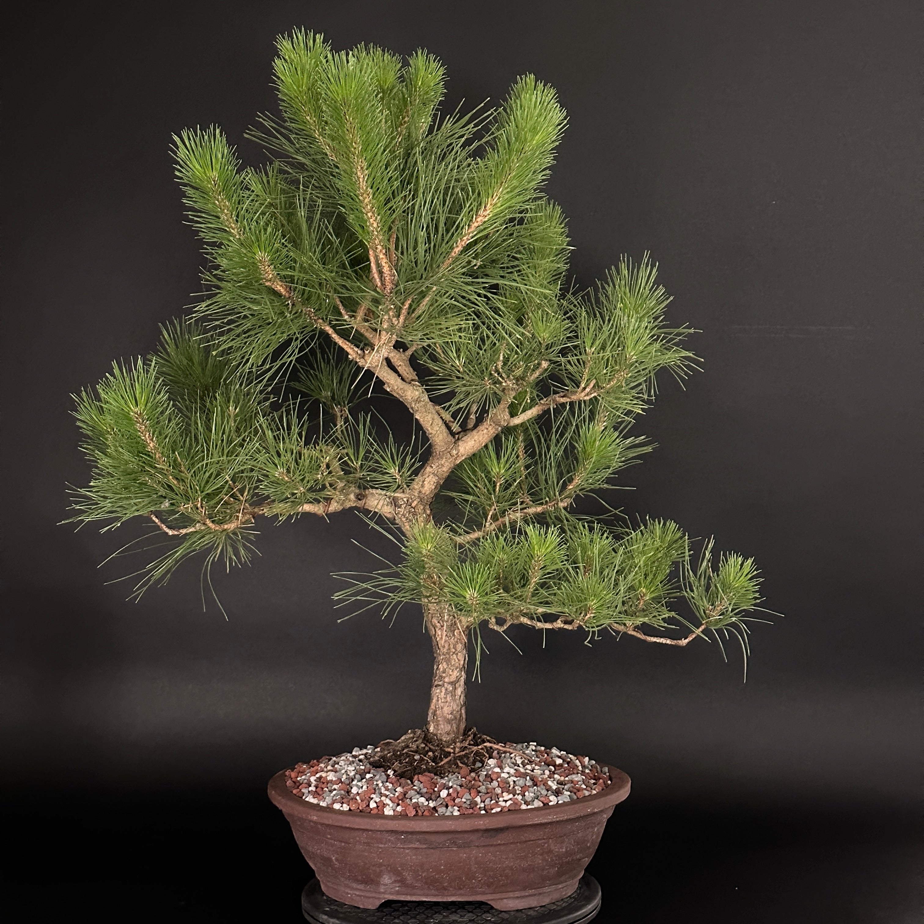 Japanese Black Pine No. 2