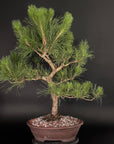 Japanese Black Pine No. 2